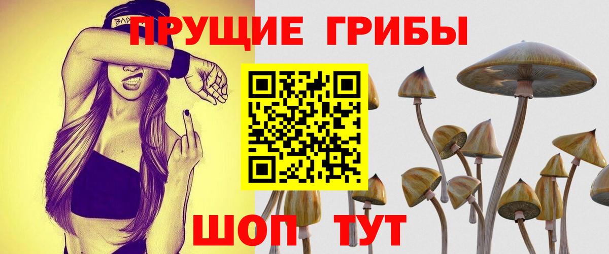 Галлюциногенные грибы Psilocybe Ульяновск